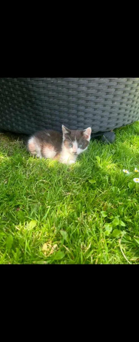Kittens free to a good home - Image 1