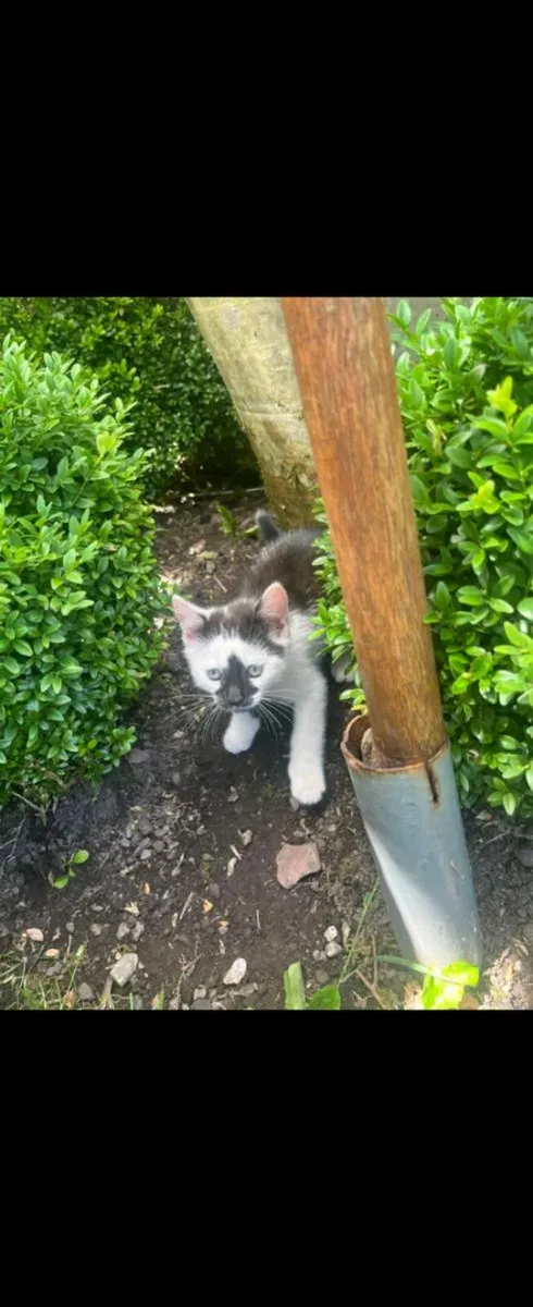 Kittens free to a good home - Image 2