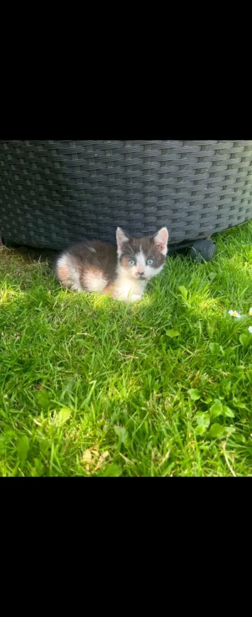 Kittens free to a good home - Image 3