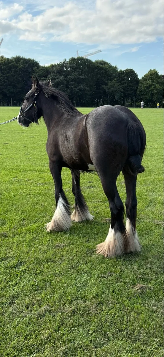 2 yr olds filly’s - Image 1