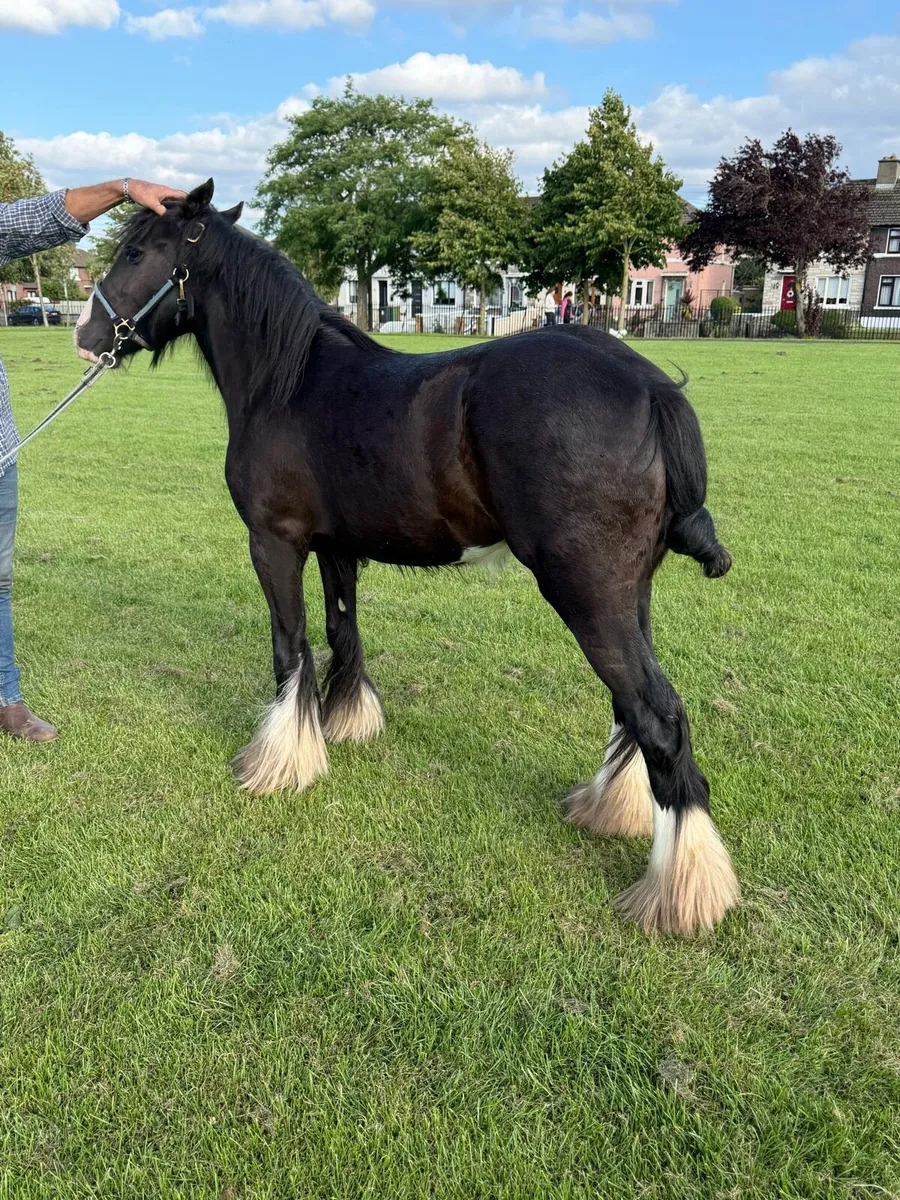 2 yr olds filly’s - Image 2