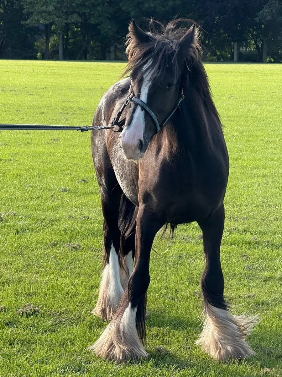 2 yr olds filly’s - Image 4