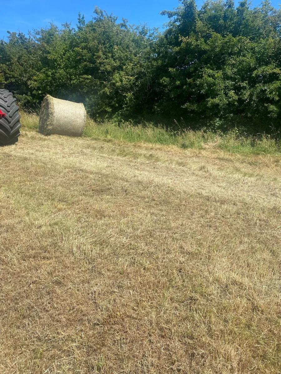 Hay - Image 1