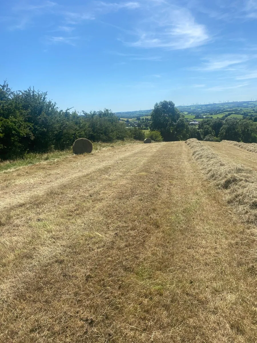 Hay - Image 2
