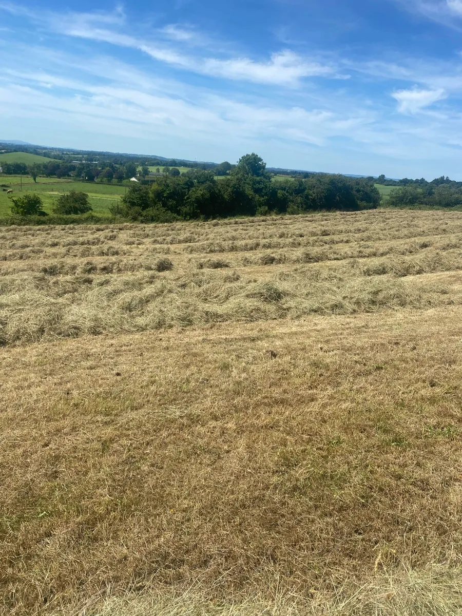 Hay - Image 3