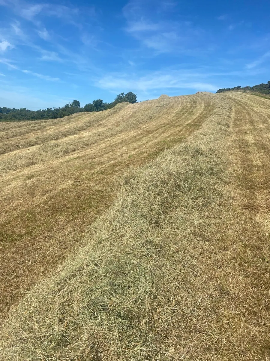 Hay - Image 4
