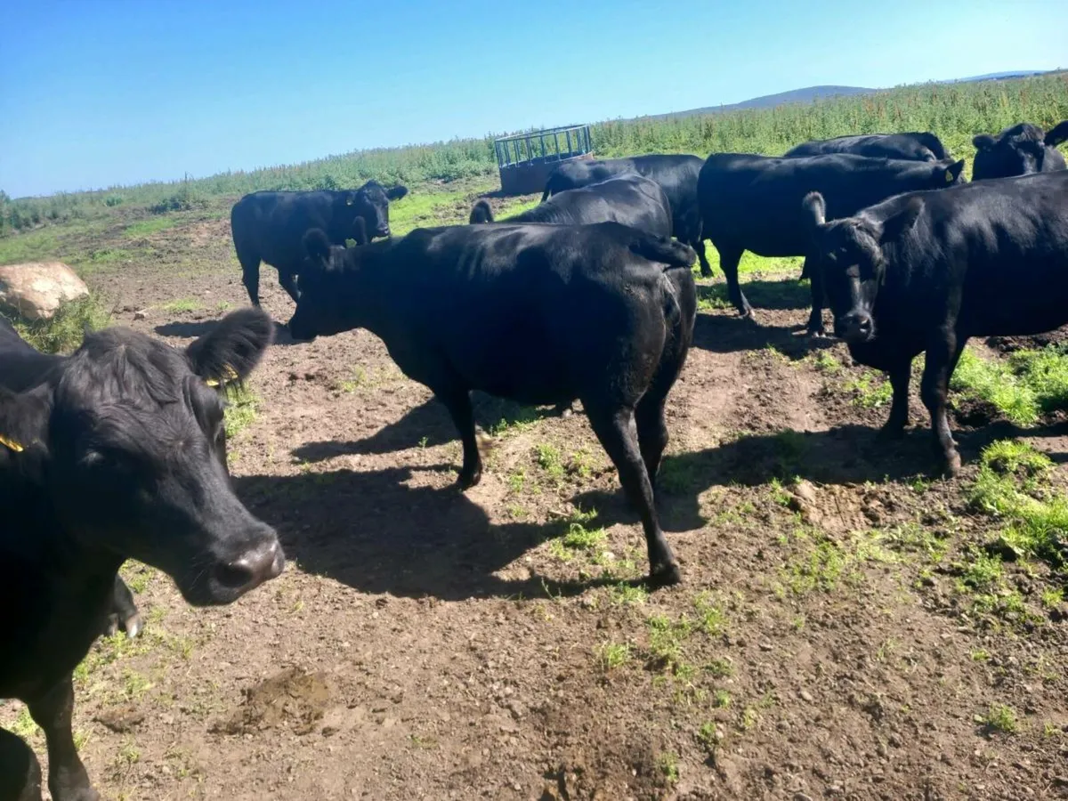 9 pure bred registered Angus heifers - Image 2