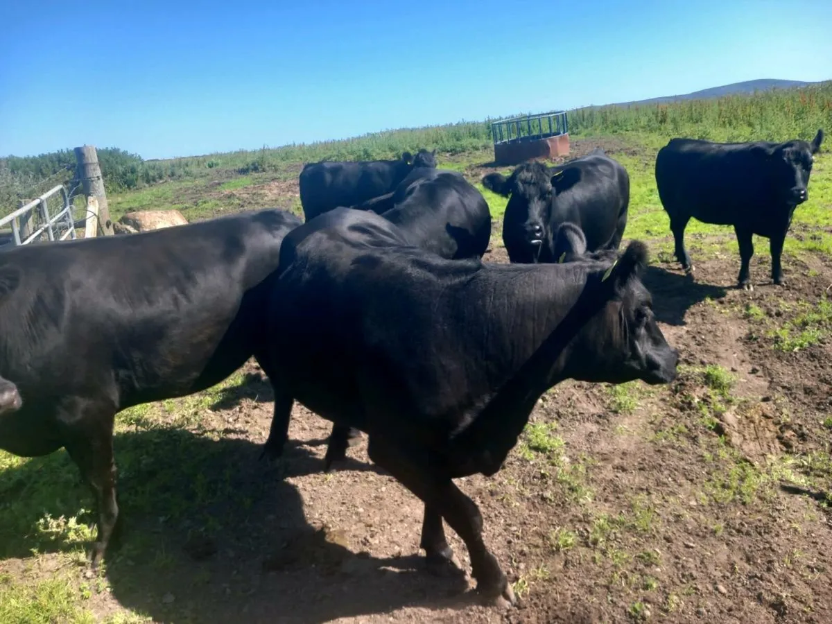 9 pure bred registered Angus heifers - Image 3