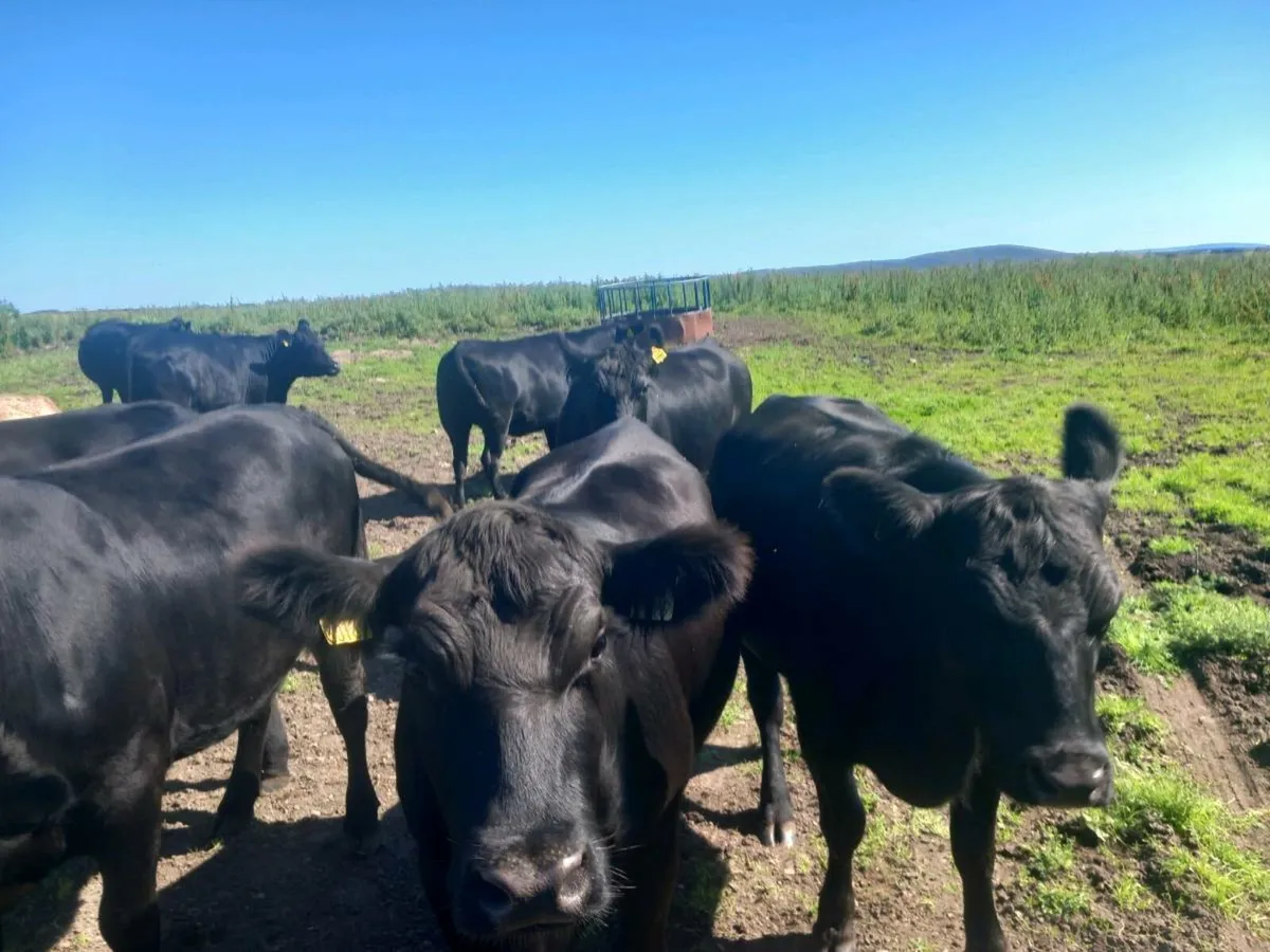 9 pure bred registered Angus heifers - Image 1