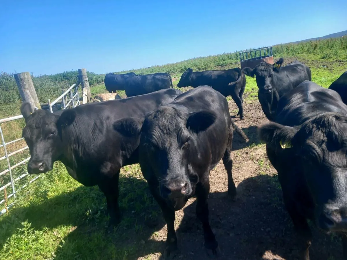 9 pure bred registered Angus heifers - Image 4
