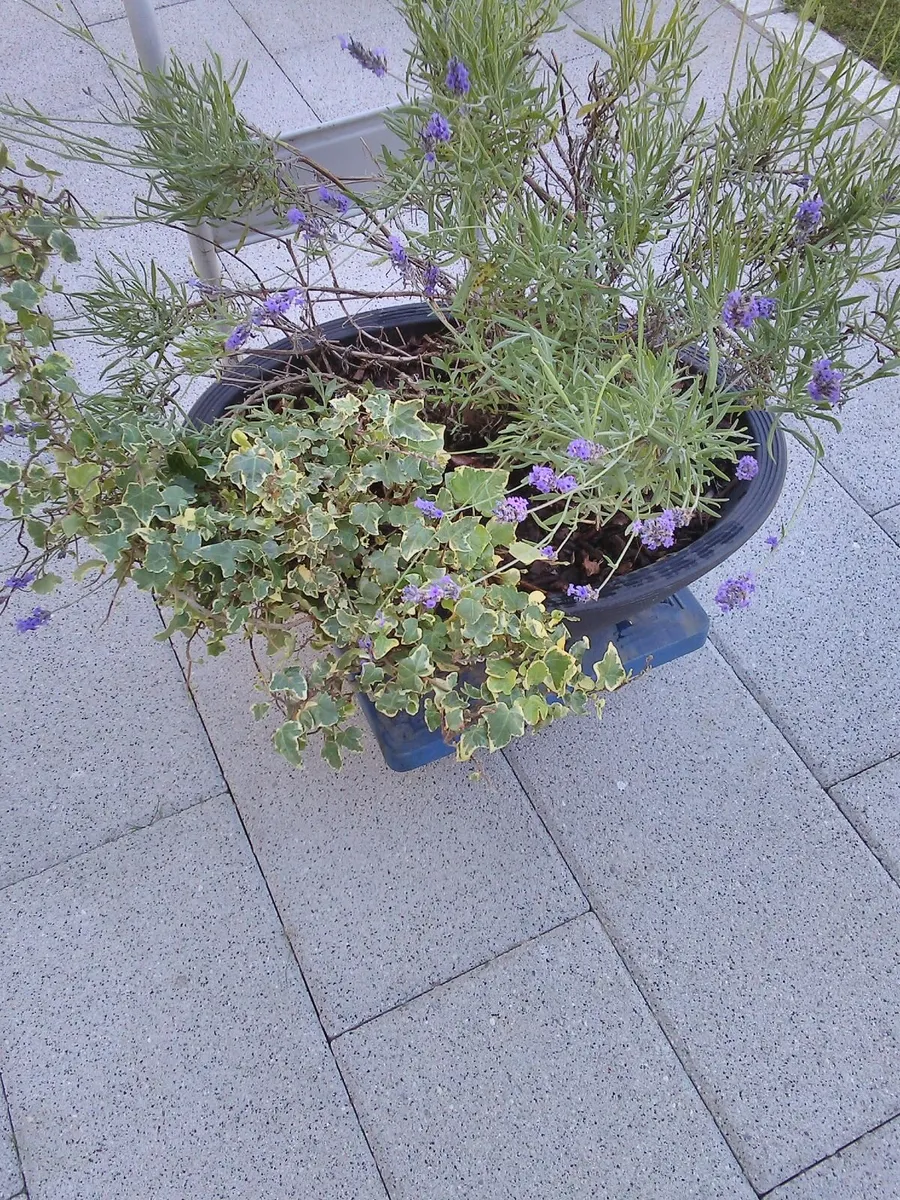 Lavender and trailing ivy planter