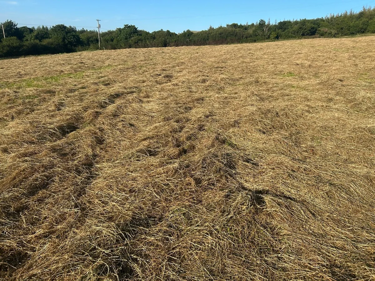 Hay - Image 2