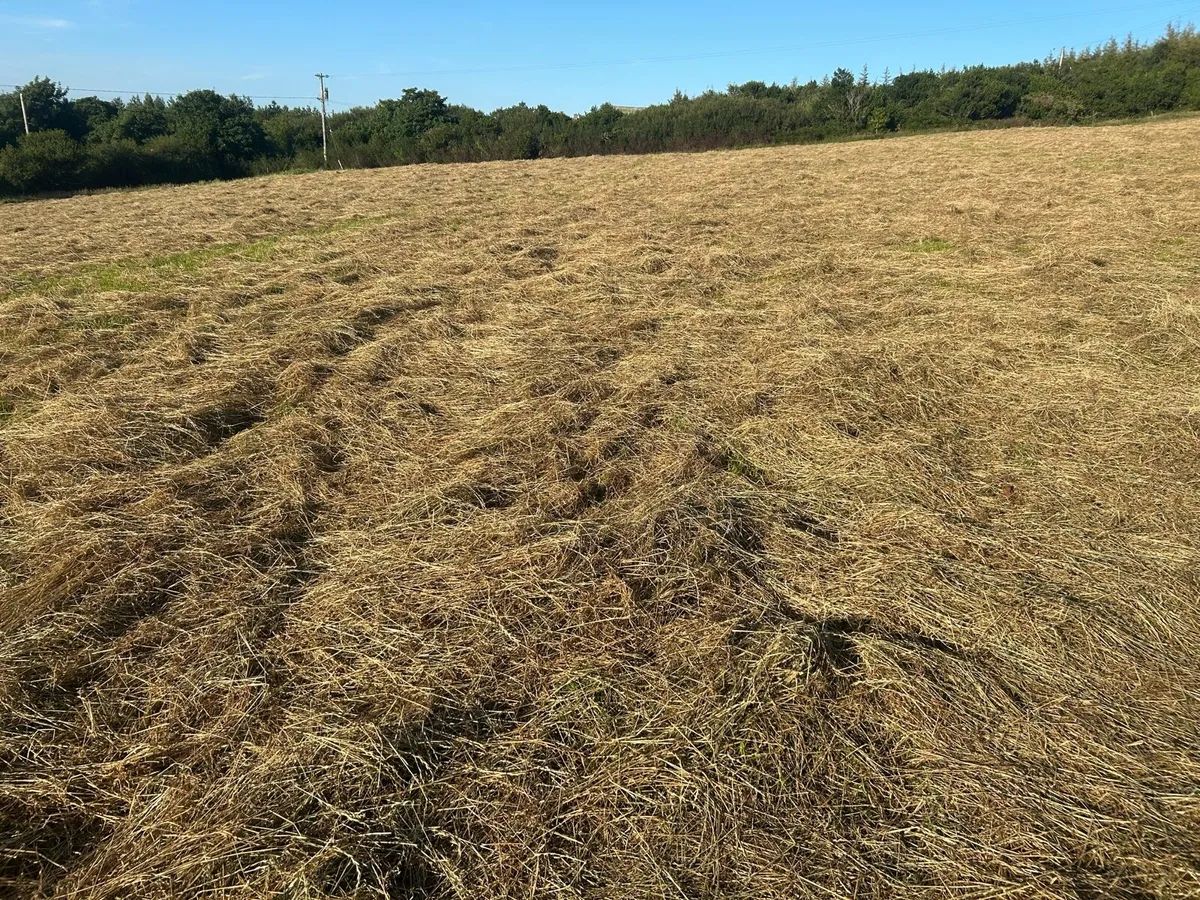 Hay - Image 3