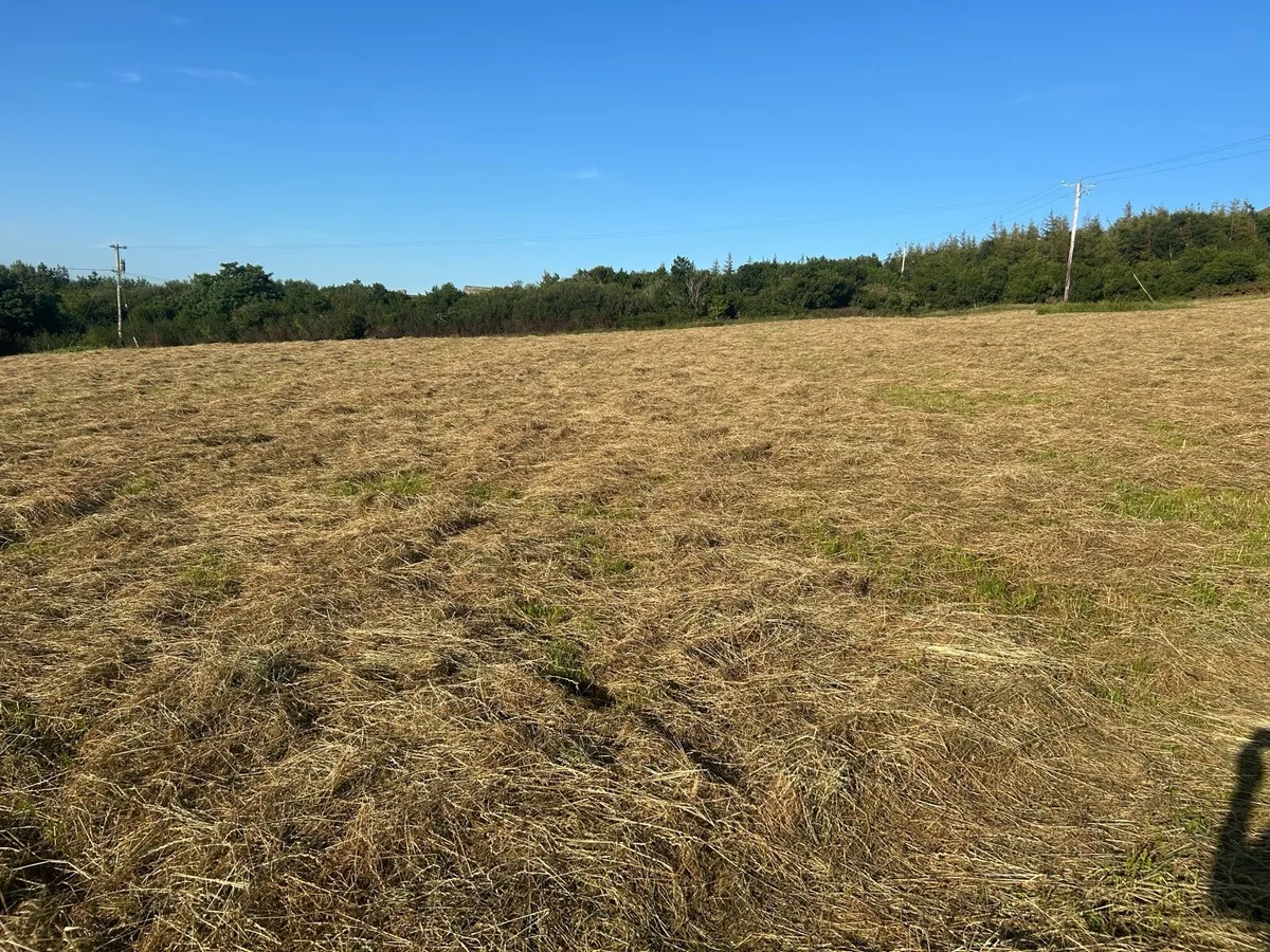 Hay - Image 4