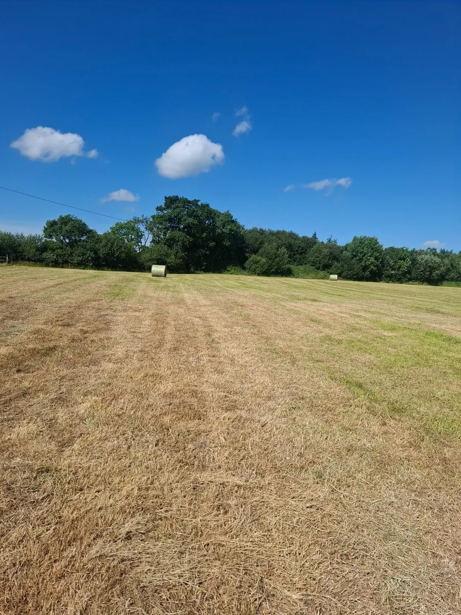 Round bales of hay - Image 1