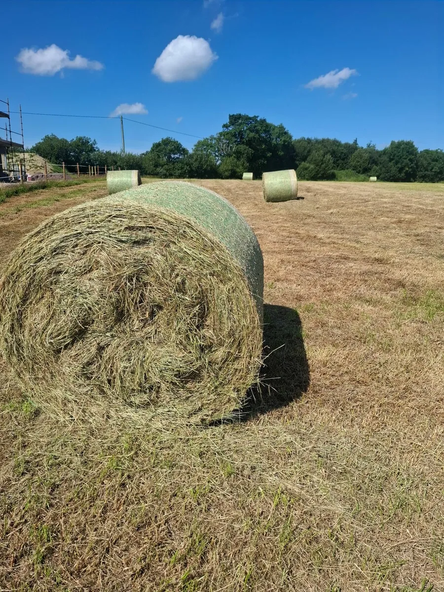 Round bales of hay - Image 2