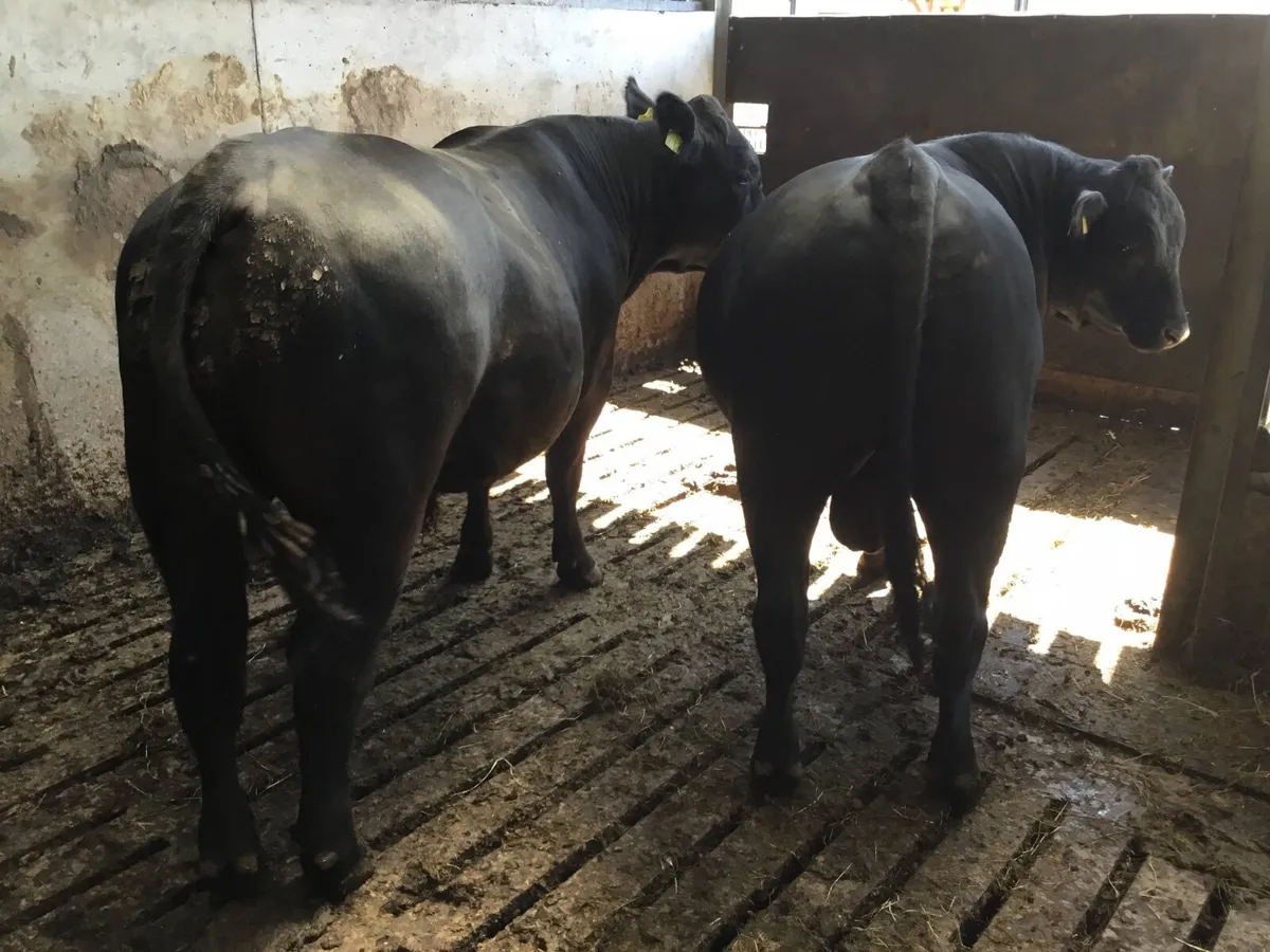 Choice of  Pedigree Aberdeen Angus Bulls for work - Image 2