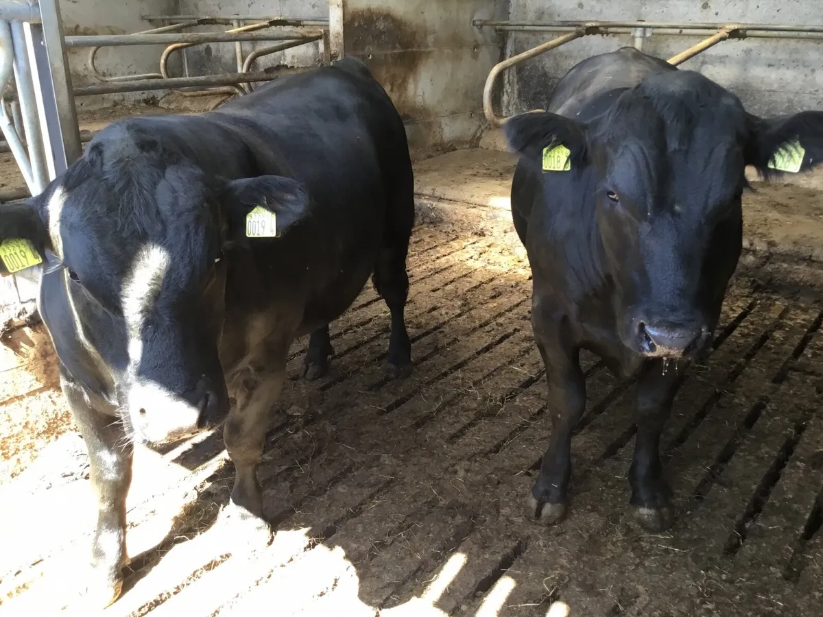 Choice of  Pedigree Aberdeen Angus Bulls for work - Image 3