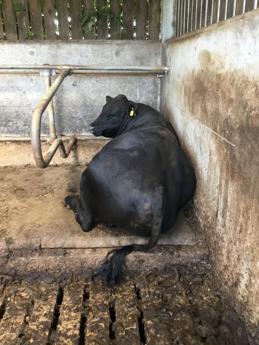 Choice of  Pedigree Aberdeen Angus Bulls for work - Image 4