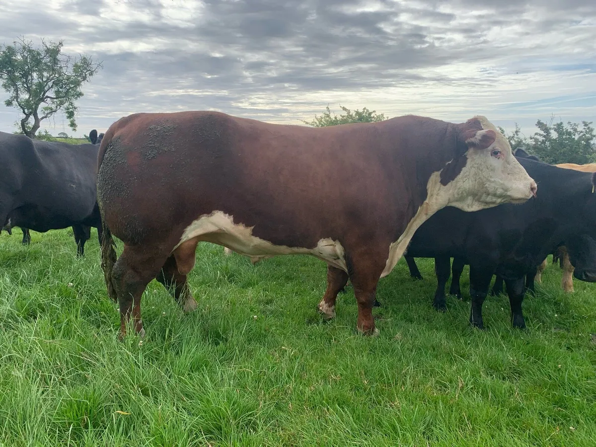Hereford Bull