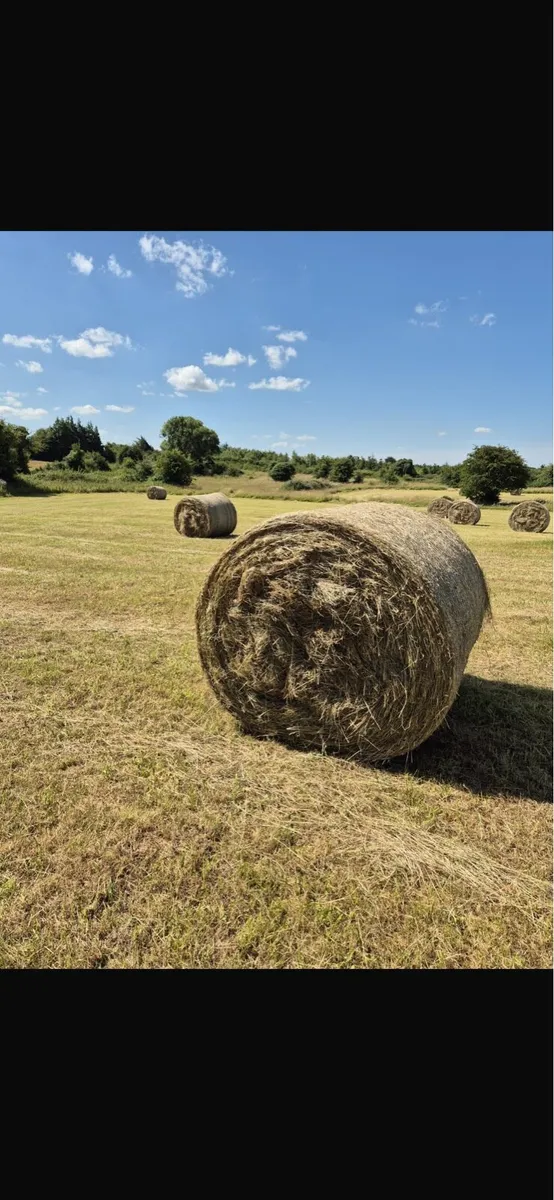 Hay for sale(excellent quality) - Image 1