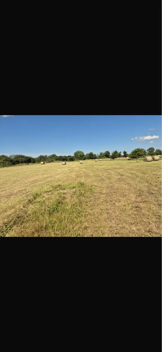Hay for sale(excellent quality) - Image 2