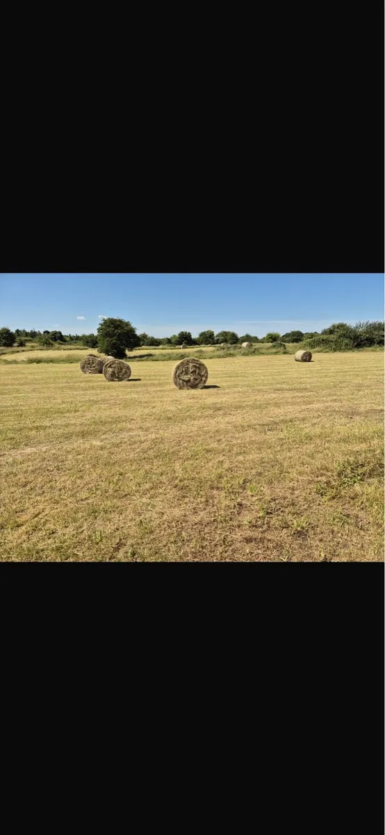 Hay for sale(excellent quality) - Image 3