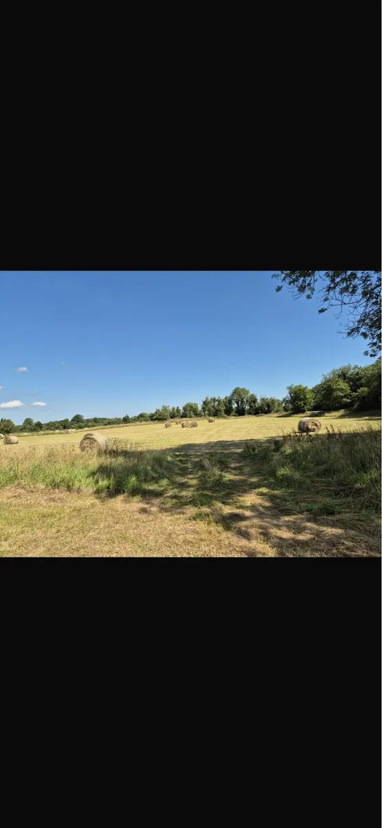 Hay for sale(excellent quality) - Image 4