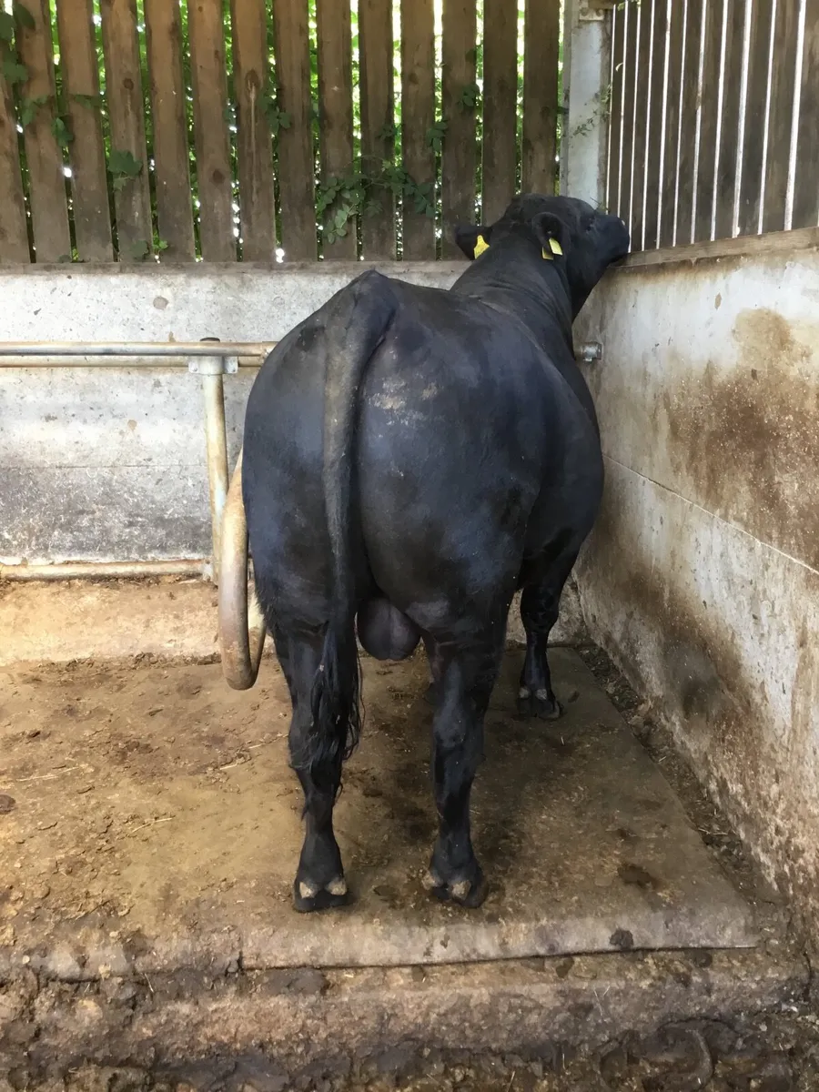 Choice of  Pedigree Aberdeen Angus Bulls for work - Image 1
