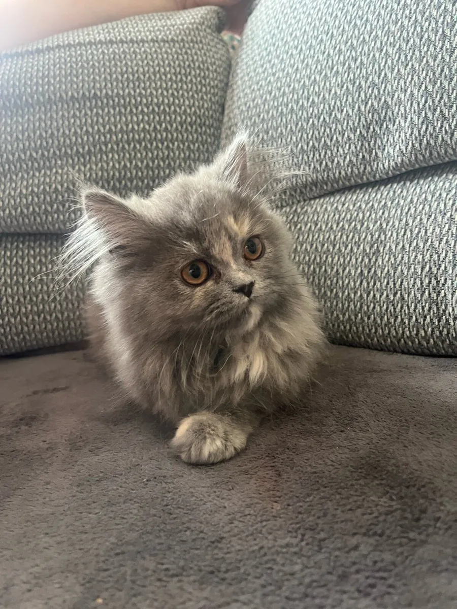 Persian kittens - Image 1
