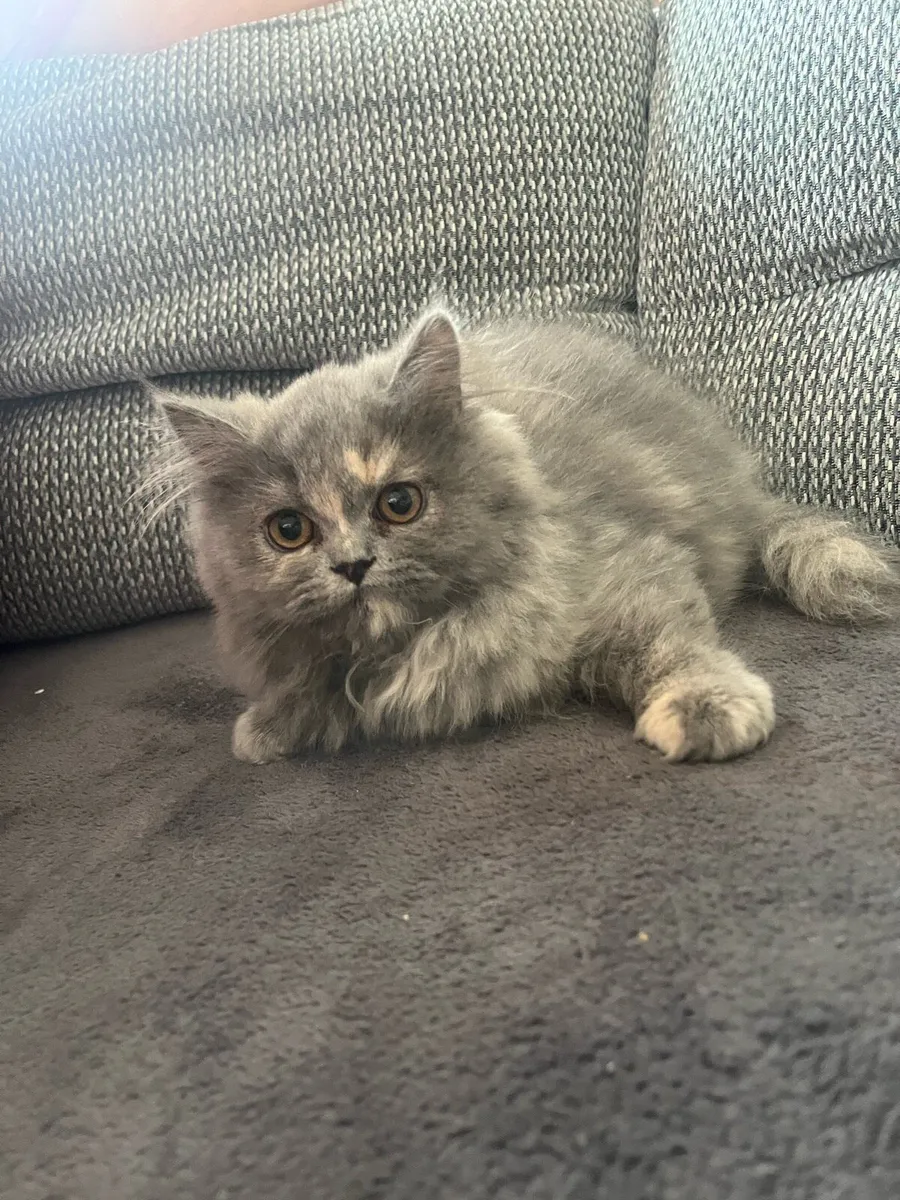 Persian kittens - Image 2