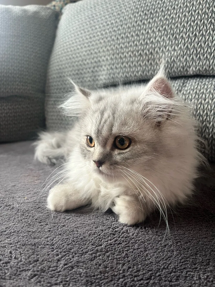 Persian kittens - Image 3
