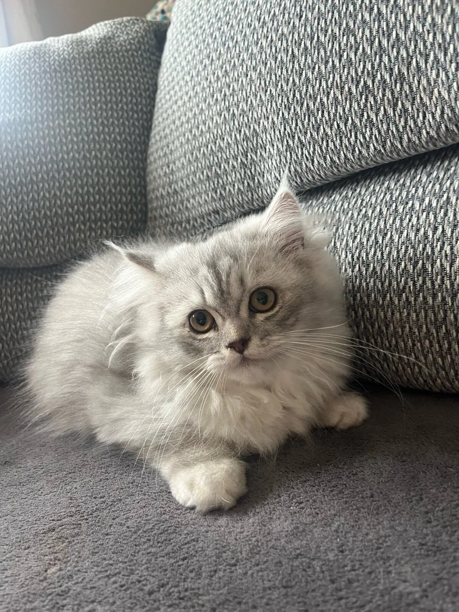 Persian kittens - Image 4