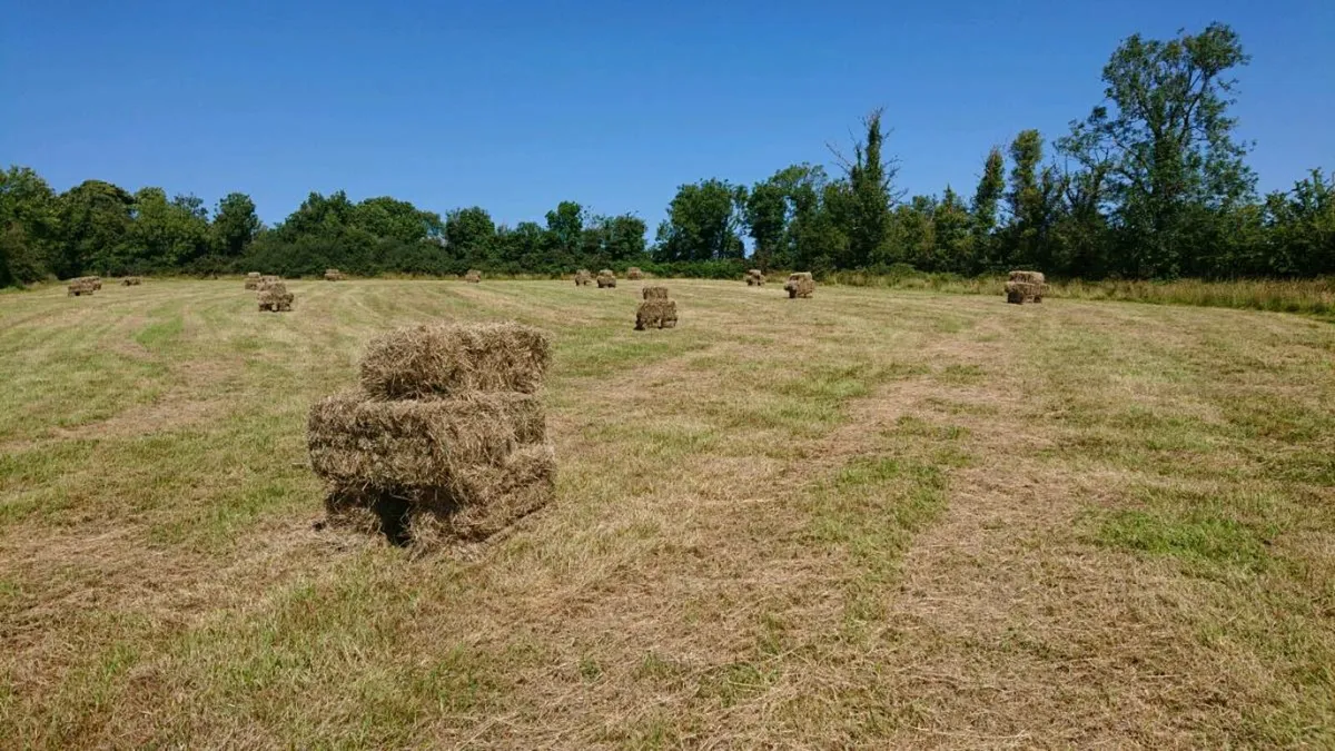 Square bales of Hay