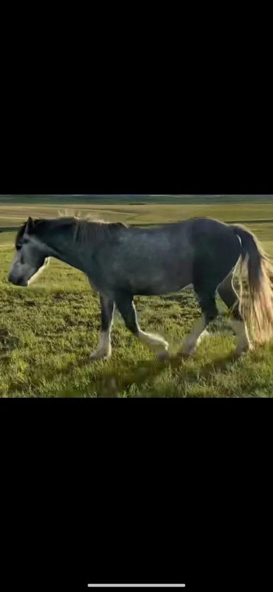 14/2 mare 1000