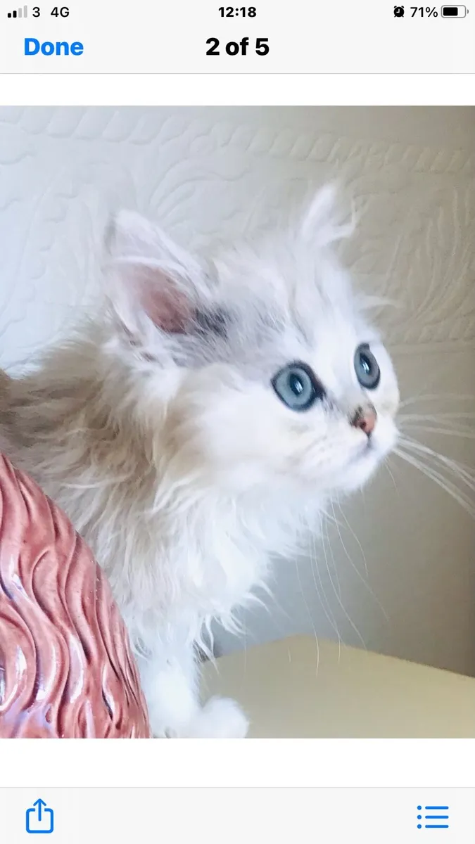 Chinchilla persian kittens - Image 1