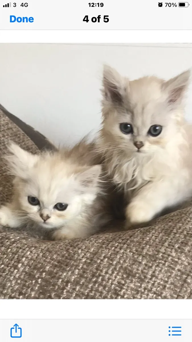 Chinchilla persian kittens - Image 2