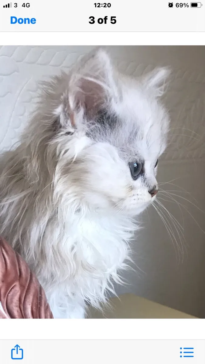 Chinchilla persian kittens - Image 3