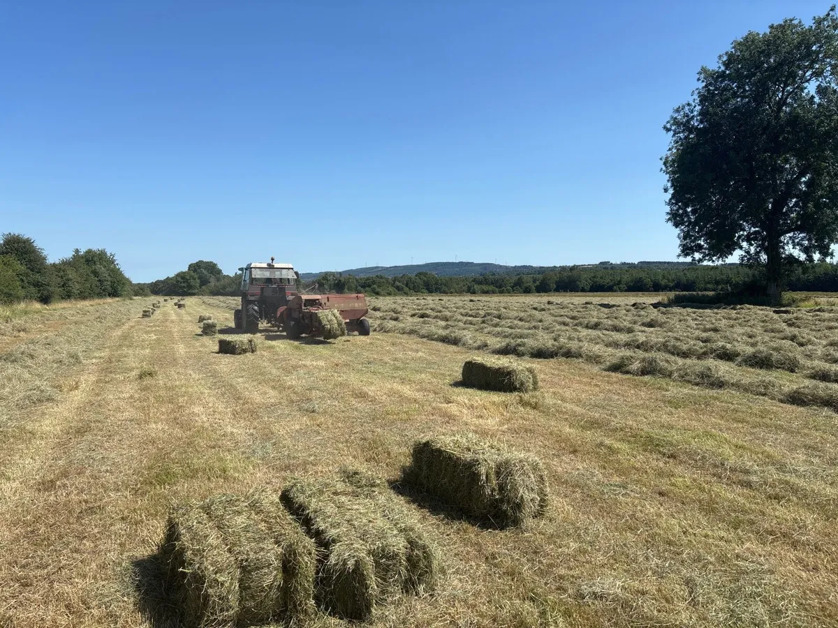 Small square bales of in conversation organic Hay - Image 1