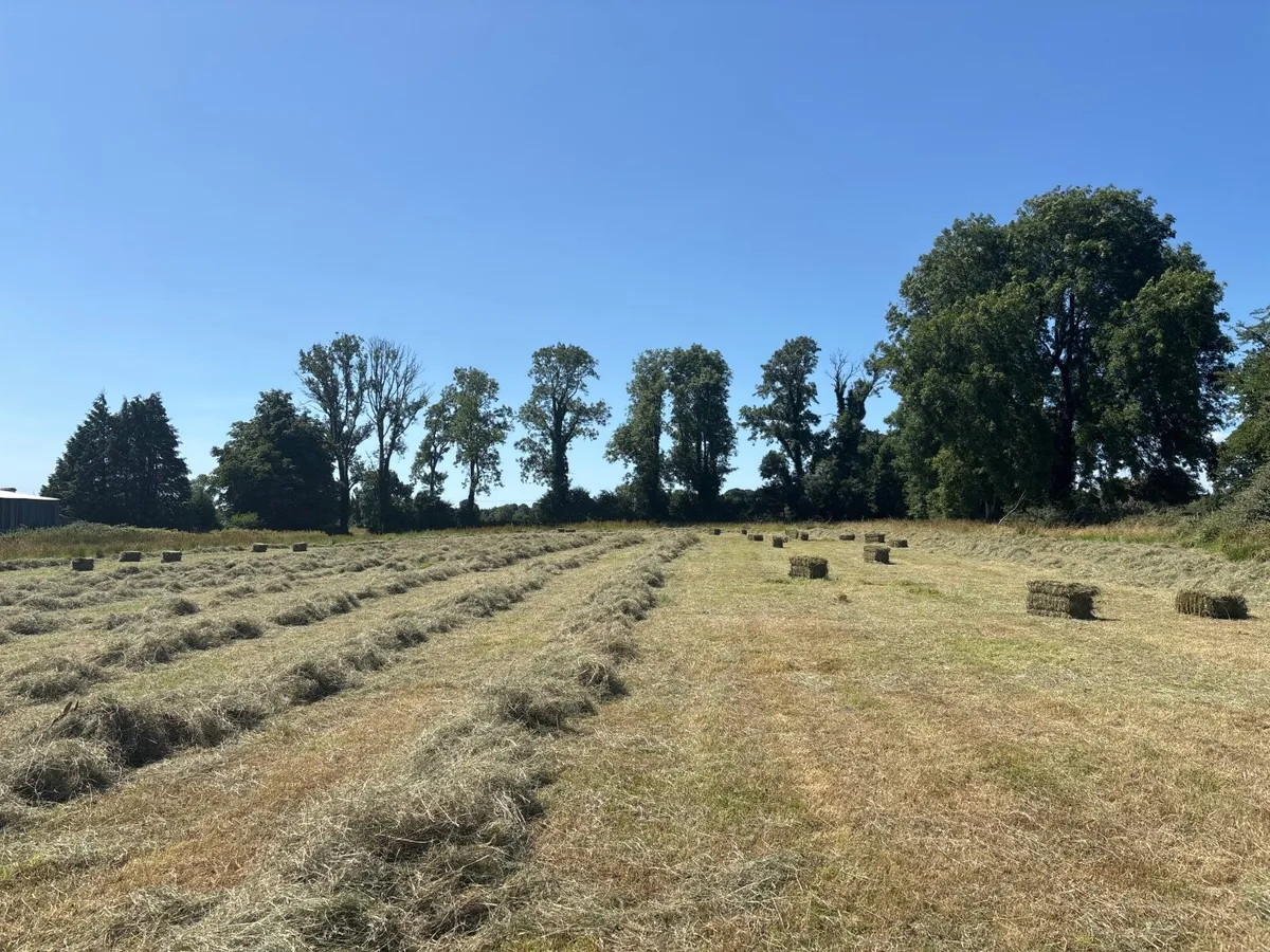 Small square bales of in conversation organic Hay - Image 2