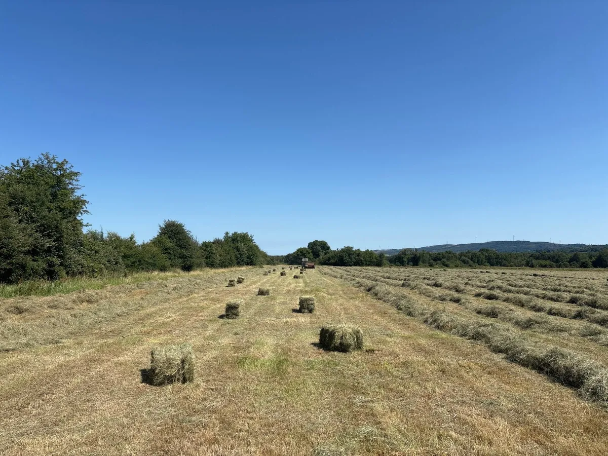 Small square bales of in conversation organic Hay - Image 3