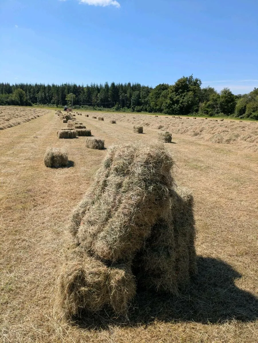 Square Hay bales
