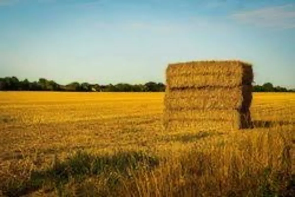 Barley straw - Image 1
