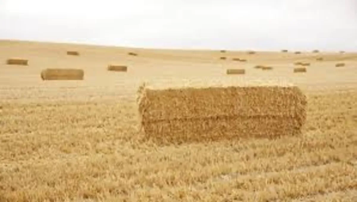 Barley straw - Image 4