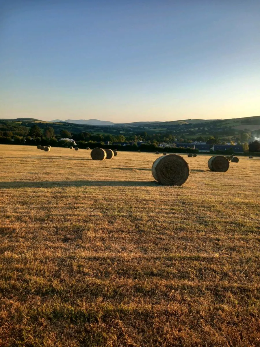 Good quality hay