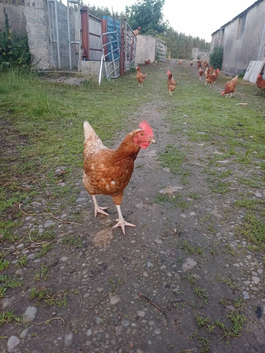 Hens - Image 1