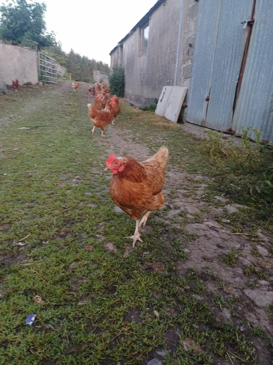 Hens - Image 2