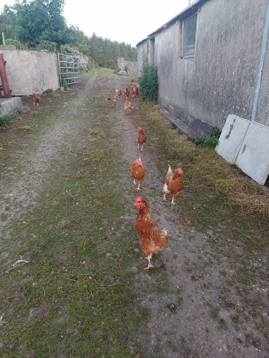 Hens - Image 3