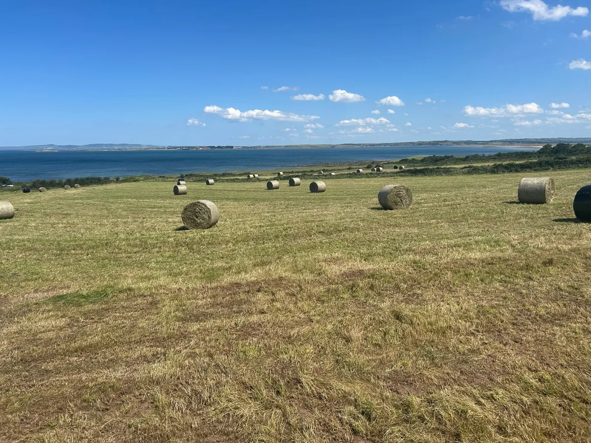 Hay - Image 1