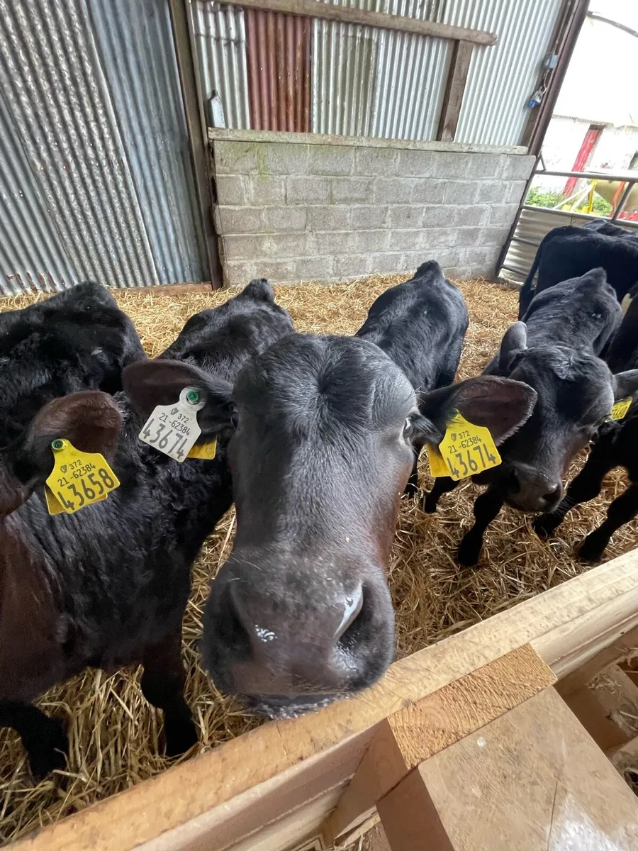 Seeking partnership or share milking opportunity - Image 2
